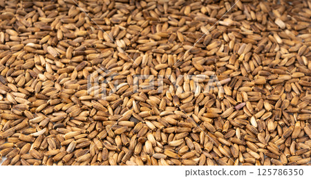 Milk thistle seeds, silybum marianum grains, dry blessed milkthistle fruits, variegated thistle kernels Milk thistle seeds, silybum marianum grains, dry blessed milkthistle fruits, variegated thistle kernels 125786350