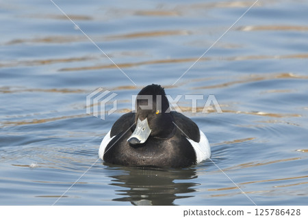 Kinkrochasshuro 125786428