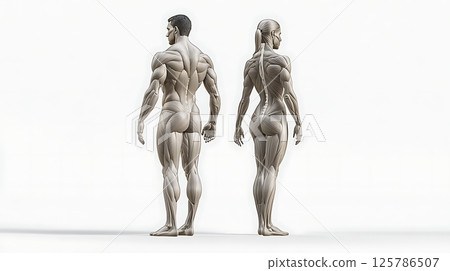 Muscle Anatomy: Rear View of Male and Female Figures 125786507