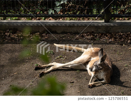 Kangaroo's Sunshine Kangaroo's Sunshine 125786551