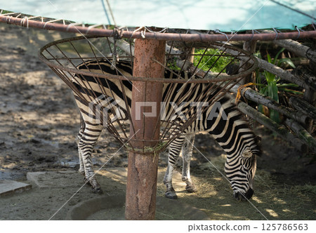 Resting Zebra Resting Zebra 125786563