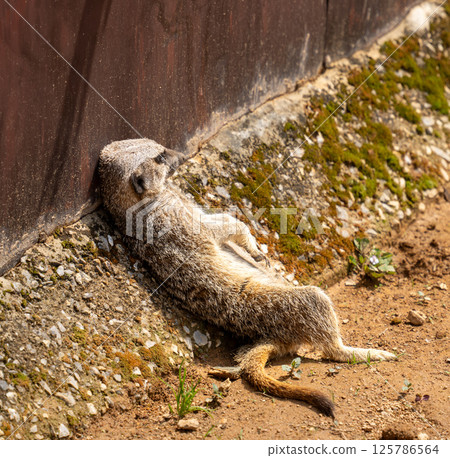 疲倦的貓鼬 125786564