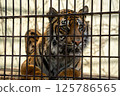 動物園籠子裡的老虎盯著你 125786565