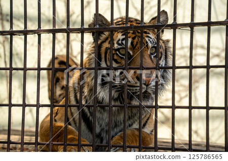A tiger staring at you in a cage at the zoo A tiger staring at you in a cage at the zoo 125786565