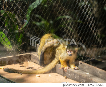 Squirrel monkey eating food Squirrel monkey eating food 125786566