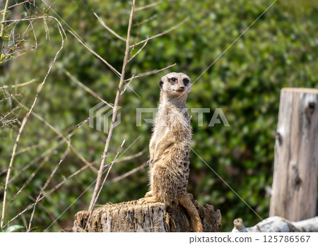 Scouting Meerkat Scouting Meerkat 125786567