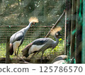 冠鳥 125786570