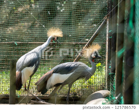 Crowned Bird Crowned Bird 125786570