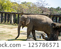 動物園大象 125786571