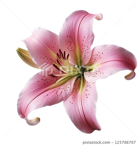 Pink Lilies Soft Petal Wall Decor Pink Lilies Soft Petal Wall Decor 125786707
