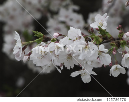 東京大田區馬籠櫻花盛開 東京大田區馬籠櫻花盛開 125786778
