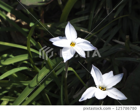 Cute star-shaped cannabinoid, a poisonous plant Cute star-shaped cannabinoid, a poisonous plant 125786780