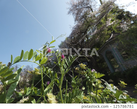 Vetch blooming beside a gazebo Vetch blooming beside a gazebo 125786781