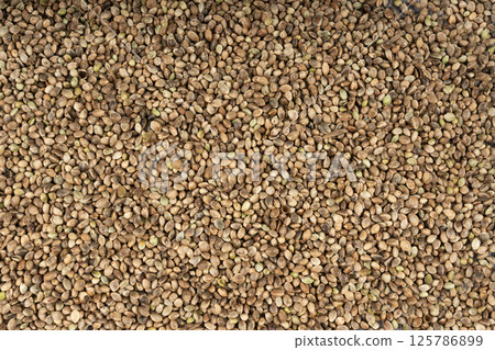 Hemp seeds, cannabis grains, marijuana kernels, oil hempseeds pile Hemp seeds, cannabis grains, marijuana kernels, oil hempseeds pile 125786899