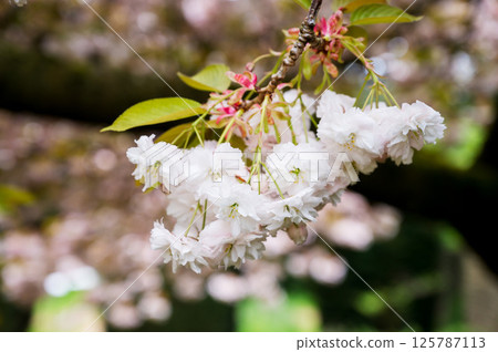 Double-flowered cherry blossoms yaezakura, Japanese cherry trees in bloom, Spring time Double-flowered cherry blossoms yaezakura, Japanese cherry trees in bloom, Spring time 125787113