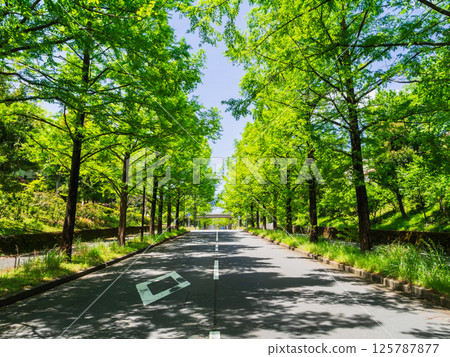 Spring/fresh greenery image: Metasequoia trees 125787877