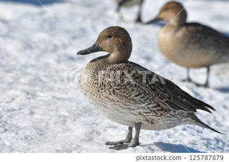 Pintail 125787879