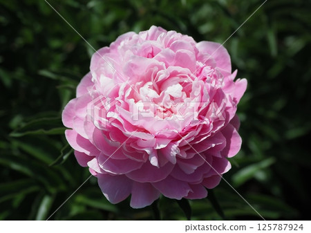 Peony root Peony root 125787924