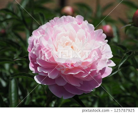 Peony root Peony root 125787925