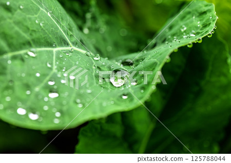 Raindrops created a beautiful image on the plants Raindrops created a beautiful image on the plants 125788044