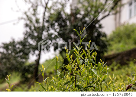 Raindrops created a beautiful image on the plants Raindrops created a beautiful image on the plants 125788045