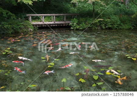 Carp swimming in the pond - Monet's pond Carp swimming in the pond - Monet's pond 125788046