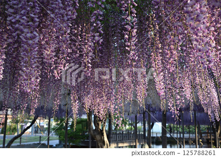 Wisterias on the Wisteria Trellis at Tsushima Tennogawa Park (Tsushima City, Aichi Prefecture) Wisterias on the Wisteria Trellis at Tsushima Tennogawa Park (Tsushima City, Aichi Prefecture) 125788261