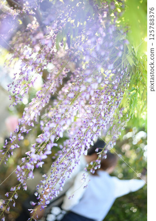 Wisteria blooming in the sunlight filtering through the leaves 125788376
