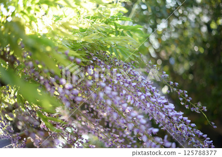 Wisteria blooming in the sunlight filtering through the leaves Wisteria blooming in the sunlight filtering through the leaves 125788377