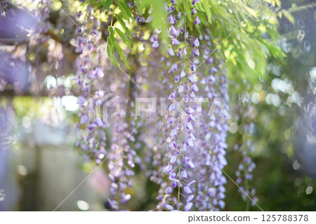 Wisteria blooming in the sunlight filtering through the leaves Wisteria blooming in the sunlight filtering through the leaves 125788378