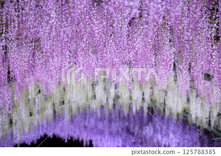 Wisteria blooming in the sunlight filtering through the leaves Wisteria blooming in the sunlight filtering through the leaves 125788385