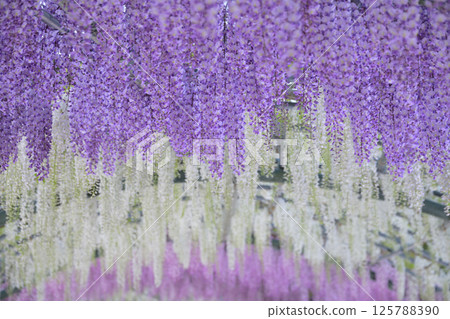 陽光透過葉子，紫藤盛開 125788390