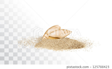 Shells in sand pile isolated. Seashell on sandy beach, ocean dune clams, summer seashore 125788423