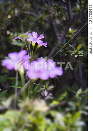 漂亮的花 漂亮的花 125788431