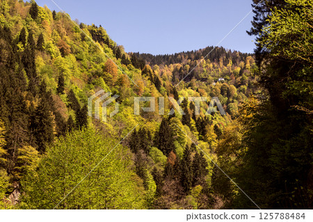 Hemsin forest and bridge views 125788484