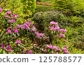 Rhododendron ponticum (Purple-flowered rhododendron, Komar) is a rhododendron species from the Ericaceae family found in humid mountainous regions of the northern hemisphere. 125788577