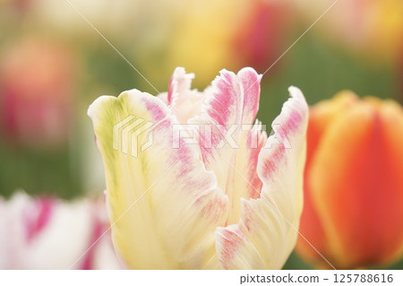 柔軟可愛的白色和粉紅色鬱金香，色彩繽紛 125788616