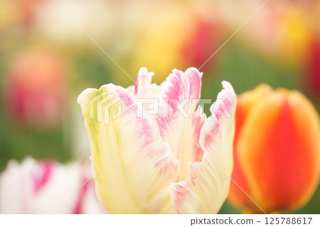 柔軟可愛的白色和粉紅色鬱金香，色彩繽紛 125788617