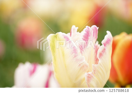 柔軟可愛的白色和粉紅色鬱金香，色彩繽紛 125788618