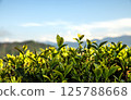 tea tree sprouts collected for sale 125788668