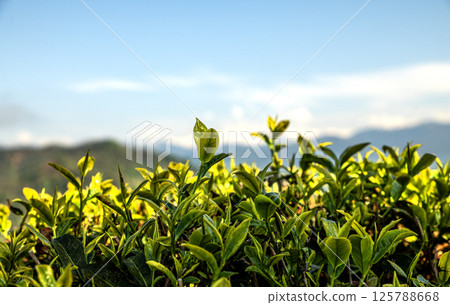 tea tree sprouts collected for sale 125788668