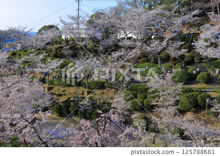 [Hiroshima Prefecture] Senkoji Park in spring with cherry blossoms in bloom 125788681