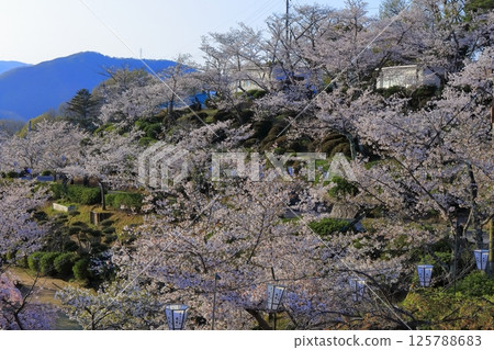 【廣島縣】春天櫻花盛開的千光寺公園 125788683