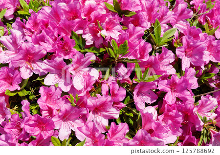 杜鵑花盛開 125788692