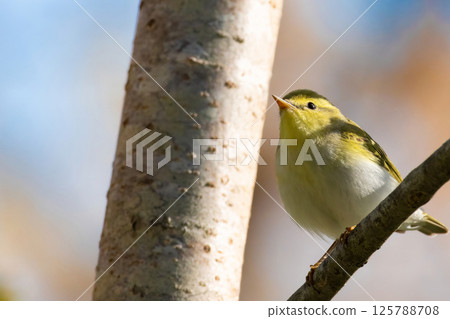 Wood warbler (Phylloscopus sibilatrix) summer sitting on a branch Wood warbler (Phylloscopus sibilatrix) summer sitting on a branch 125788708