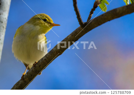 Wood warbler (Phylloscopus sibilatrix) summer sitting on a branch 125788709