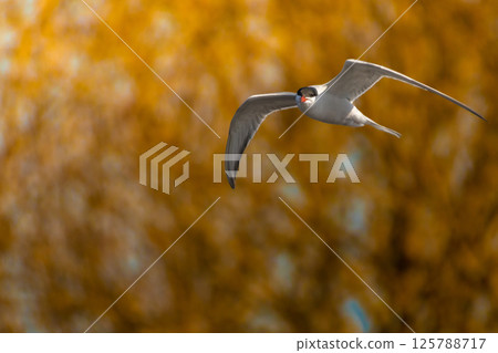Adult common tern in flight 125788717