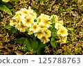 The gardens are decorated with yellow blooming pansies 125788763