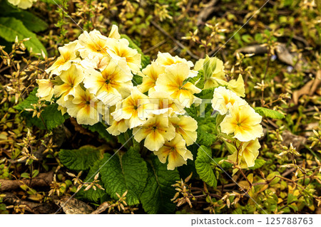 The gardens are decorated with yellow blooming pansies 125788763