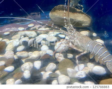 Lobster in the aquarium 125788863